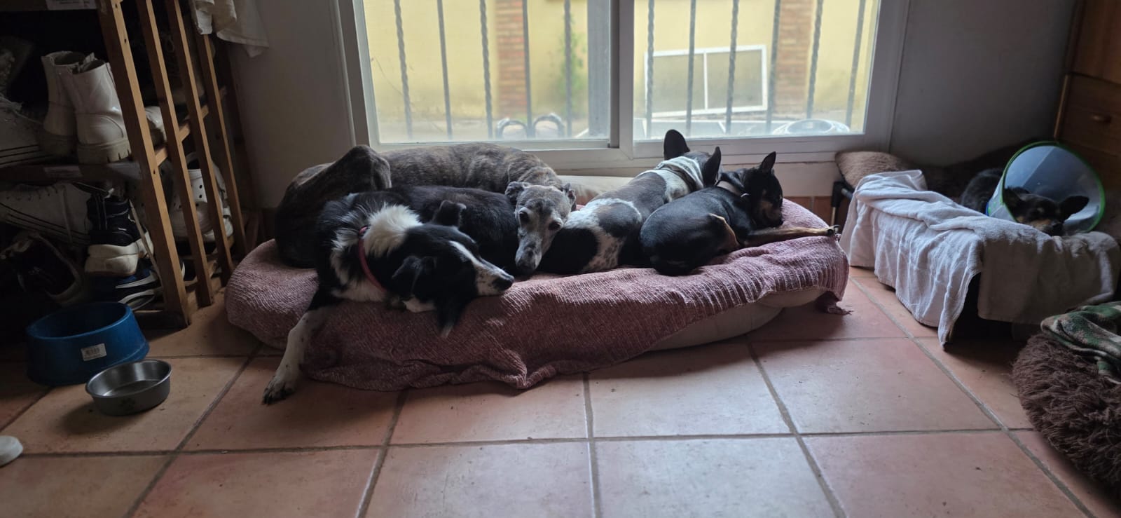 Animales acompañados y cuidados dentro del santuario