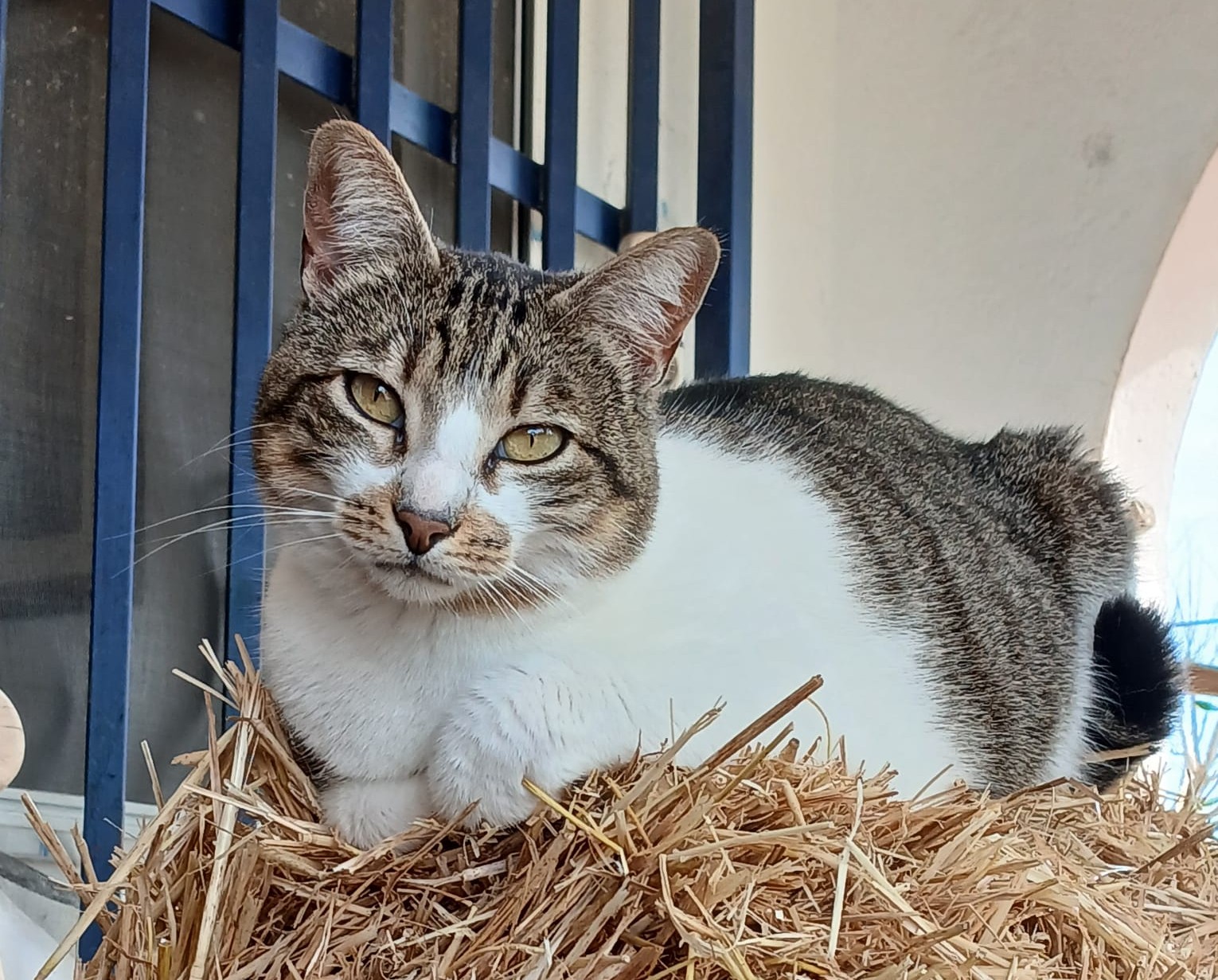 Varios perros descansando juntos en casa, dentro del santuario